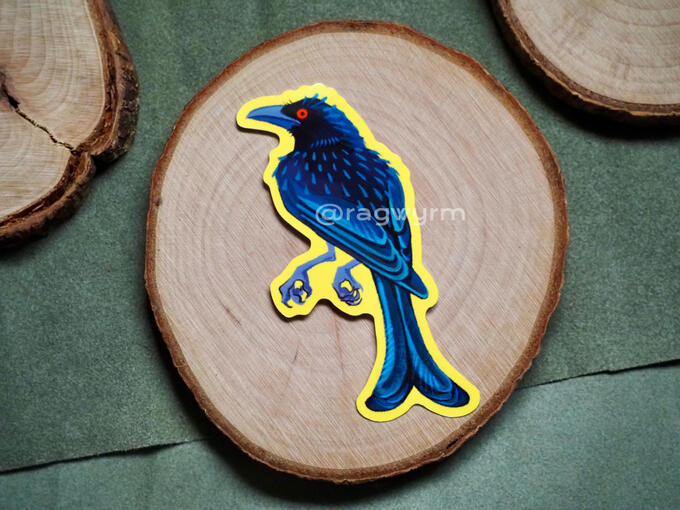 Spangled Drongo - 2025