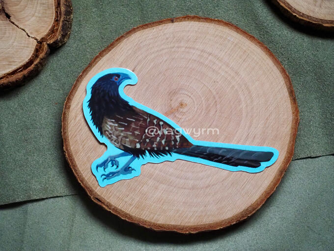 Pheasant Coucal - 2025